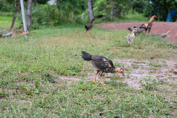 Free range chicken foraging naturally on lush green pasture, organic farming lifestyle in rural countryside, promoting sustainable agriculture and healthy food production for eco-friendly living.