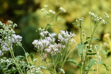 フジバカマ　Thoroughwort