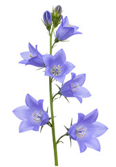 Isolated Blue Bellflower Photo On Transparent Background