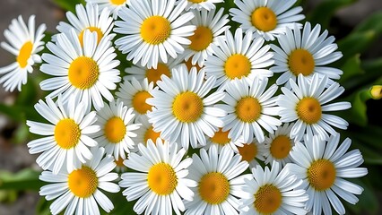 Fototapeta premium Fresh daisy flowers in circular arrangement, highlighting white petals and yellow centers with natural light.