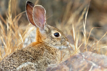 A wild rabbit sits alert in dry grasses.