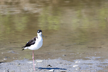 Black necked stilt on one leg beside shallow water in daylight.