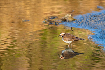 Killdeer Wading in Shallow Water with Colorful Reflections
