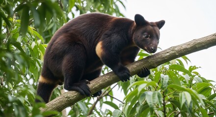 Obraz premium This translates roughly to: 