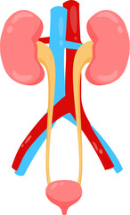 Urinary System 