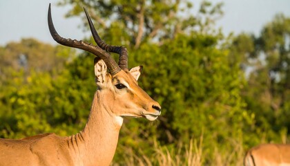 Naklejka premium Impala in African Savannah (1)