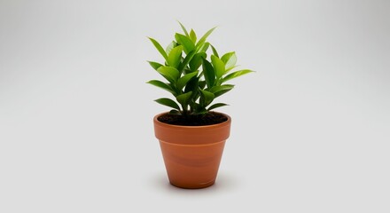 Fototapeta premium A small potted plant with bright green leaves on a white background in a terracotta pot centered
