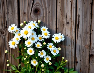 Fototapeta premium A close up photograph of daisies with yellow centers in front of a wooden fence.