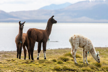 Alpacas