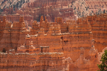 Majestic Orange Hoodoos in Bryce Canyon National Park Landscape