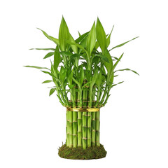 Obraz premium Lucky bamboo plant with green stalks and leaves, isolated on transparent background