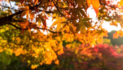 Autumn foliage bathed in sunlight
