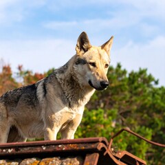 Obraz premium Dog standing on a rooftop