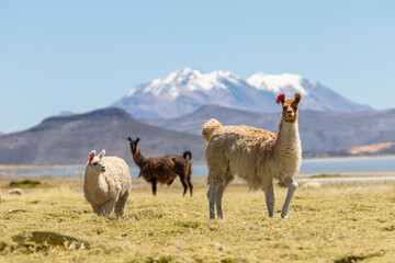 Alpacas