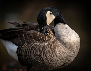 A Canada goose preens its feathers
