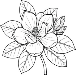 Magnolia flower line drawing, botanical illustration, black and white floral art, vintage bloom sketch, nature design, elegant garden decor