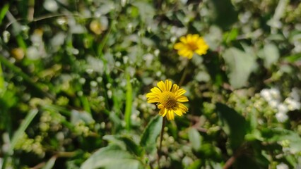Close-up of a bright yellow wildflower with a blurred natural background. This photo captures the beauty of simplicity in nature, perfect for floral design, environmental projects, blogs, and educatio