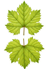 Isolated Green Grape Leaves On Transparent Background Photo