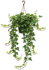 Isolated Green Hanging Ivy Plant with Transparent Background Photo