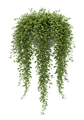 Isolated Green Hanging Plant Illustration on Transparent Black Background