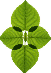 Isolated Green Leaf Illustration On Transparent Background Close Up Macro Photo