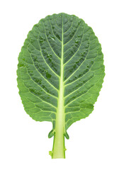 Isolated Green Leaf Illustration With Transparent Background Detail Macro