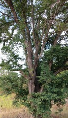 Majestic tree in countryside landscape 