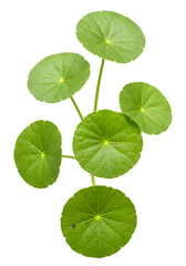 Isolated Green Leaves Illustration With Transparent Background