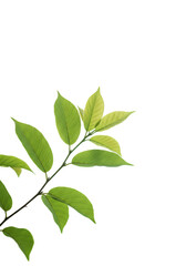 Isolated Green Leaves on Black Background Digital Nature Photo