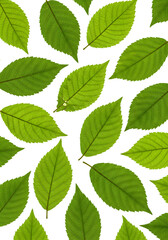 Isolated Green Leaves on Black Background Realistic Photo Illustration