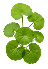 Isolated Green Leaves on Transparent Background A Botanical Photo