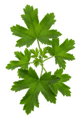 Isolated Green Leaves PNG on Transparent Background Botanical Illustration