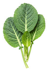 Isolated Green Leaves with Water Droplets on Black Background Photo