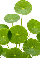 Isolated Green Leaves Realistic Photo with Transparent Background