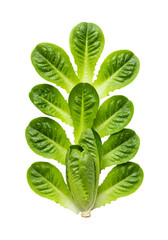 Isolated Green Lettuce Leaves on Black Background Photo