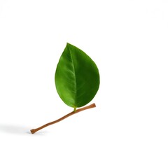 Fototapeta premium A single green leaf gently leaning against a small wooden stick on a pure white background, elegant and minimal, realistic textures with soft shadows, clean and natural aesthetic.”