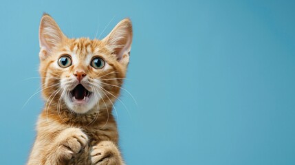 Surprised orange cat on blue background symbolizing curiosity, playfulness, and funny pet concept