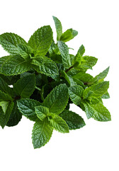 Isolated Green Mint Leaves on Transparent Background Photo