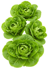 Isolated Green Lettuce with Transparent Background Realistic Photo