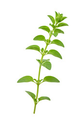 Isolated Green Oregano Plant Illustration on Transparent Background