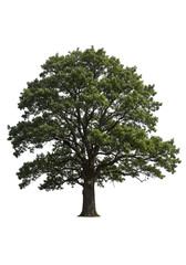 Isolated Green Oak Tree Against a Transparent Isolated Background Photo