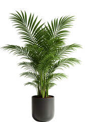 Isolated Green Palm Tree In A Black Pot On Transparent Background