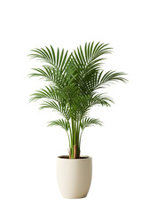Isolated Green Palm Tree in White Pot on Transparent Background 3D Illustration
