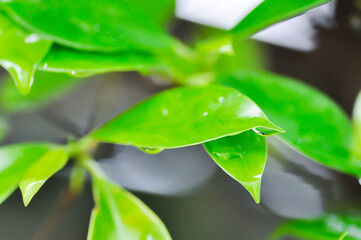banyan tree or Ficus annulata or ficus bengalensis and rain droplet