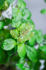 basil or holy basil, sweet basil or Ocimum tenuiflorum or Sacred basil or Lamiaceae plant