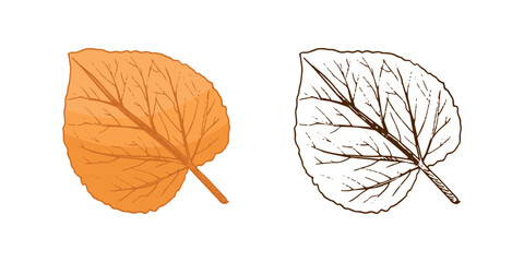 Hand drawn vintage sketch of linden leaf in autumn orange and monochrome version, isolated seasonal vector illustration
