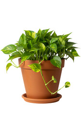 Isolated Green Pothos Plant in a Brown Terra Cotta Pot on Transparent Background
