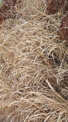 Close-up of dry grass in nature field 