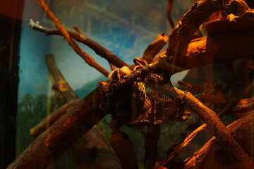 A koala sleeping on a tree trunk in a glass enclosure at a theme park.