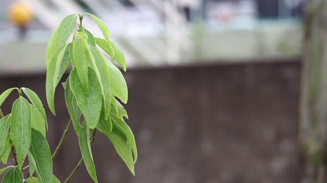 Fresh bay leaves (Laurus nobilis) on a branch, swaying gently in the wind. Close-up shot with visible raindrops after a recent rain, filmed in a tranquil home garden.